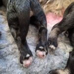 Pups Ruby en Figo eerste week