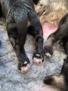 Pups Ruby en Figo eerste week