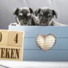 Puppy's Geboren