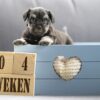 Puppy's Geboren