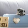 Puppy's Geboren