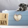 Puppy's Geboren