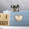 Puppy's Geboren